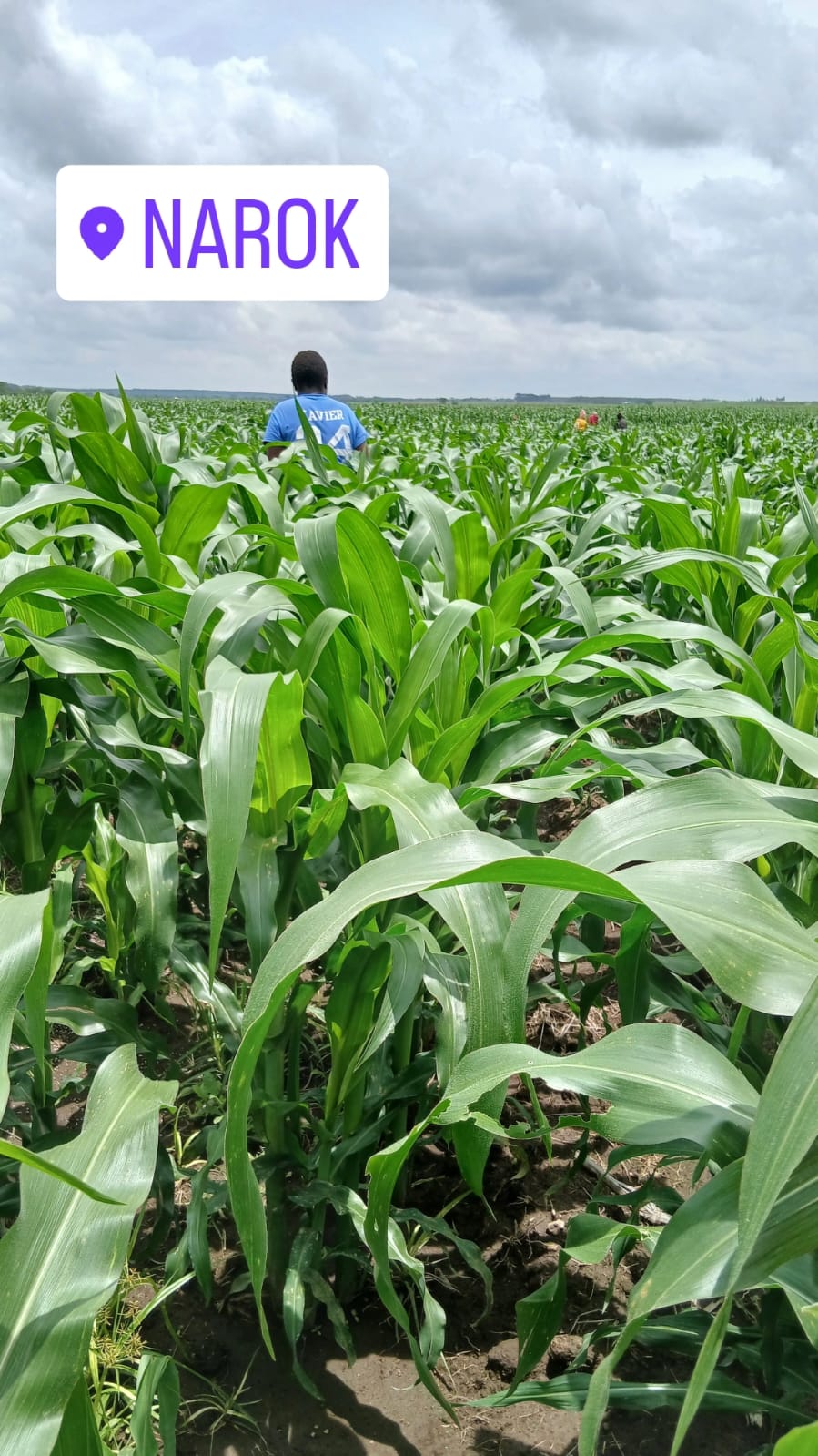 Narok Field Overview